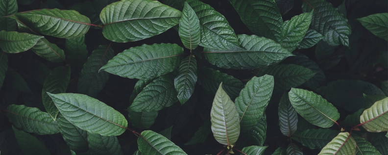 Kratomheld.de Heldenbild