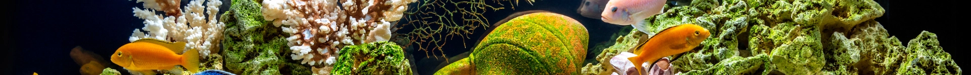Immagine eroe Shop Natura Amica