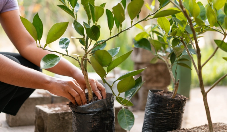 Fast Growing Trees hero image