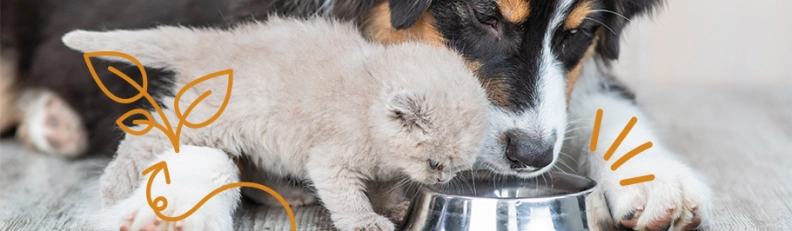 Food4Pets heldenafbeelding