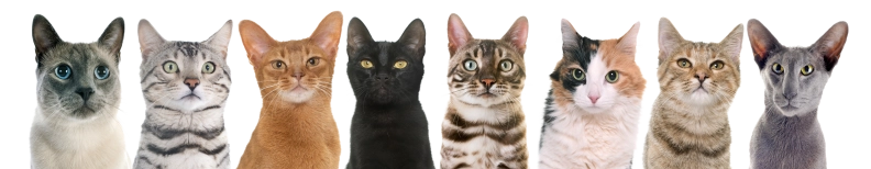 Cat's Favorites heldenafbeelding