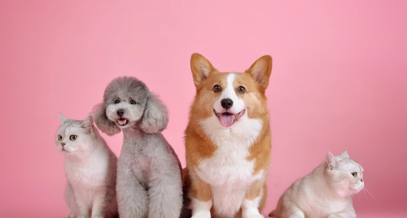 Rescueleashes heldenafbeelding