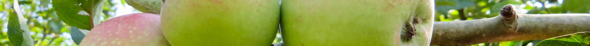 Suedflora Heldenbild