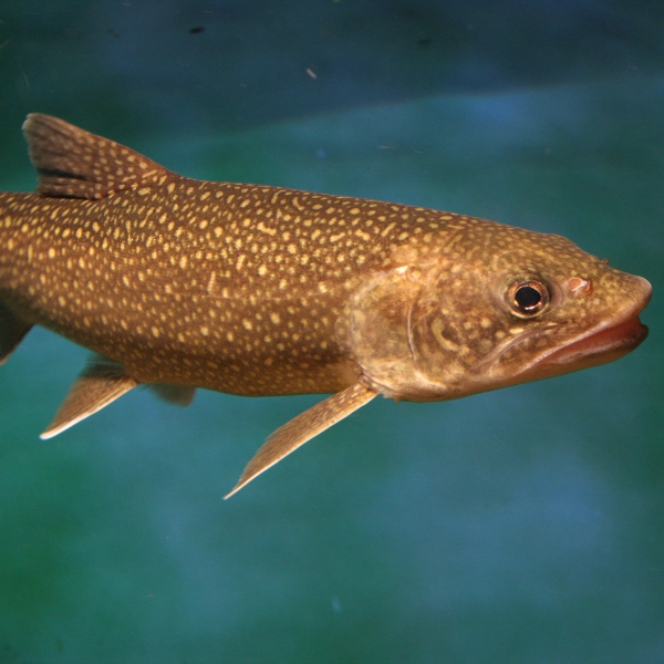 angel-welt.com Heldenbild