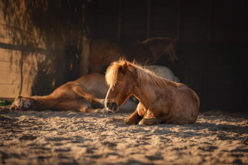 Wild Horse Coaching heldenafbeelding