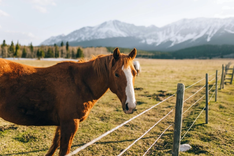 PasturePost hero image