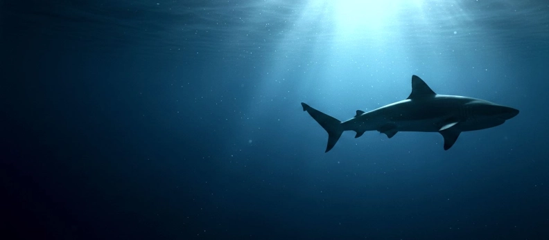 Pandorrah heldenafbeelding