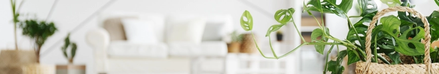 Plantcentraal heldenafbeelding