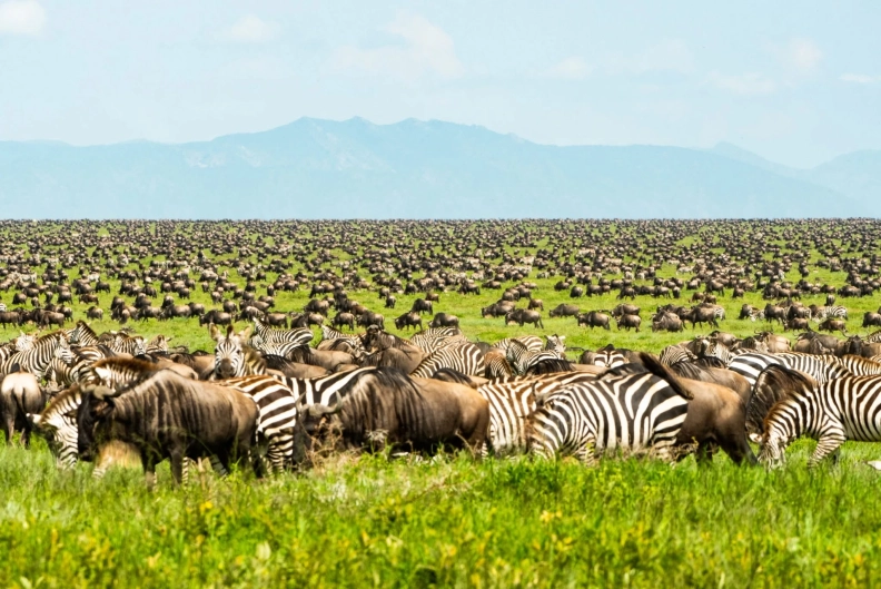 Kenya Safari Packages hero image