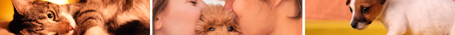 Image héro One PETS-TOP