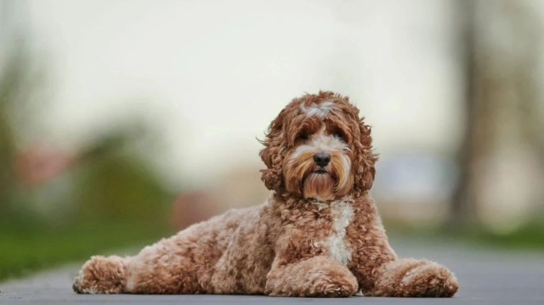 PetSecur - De Honden en Katten verzekering specialist. heldenafbeelding