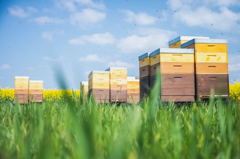 Grega´s Imkerei Heldenbild