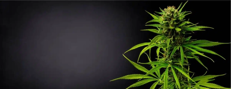 CBD Organics imagen destacada