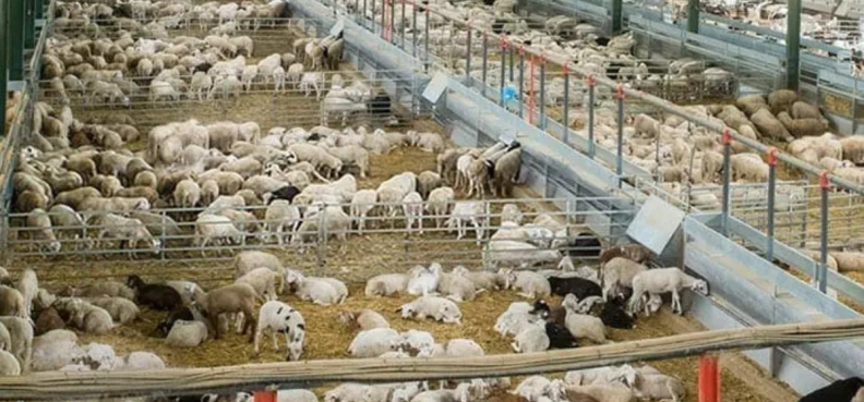 The best cattle imagen destacada