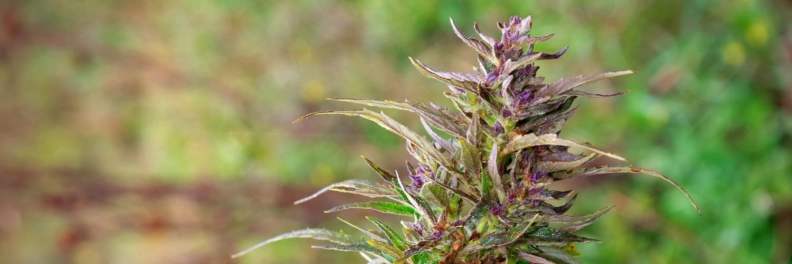 Family Tree CBD Cannabis Boutique imagen destacada