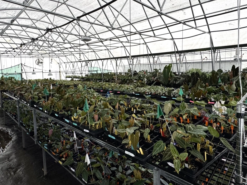 Nice Plants Good Pots Nursery hero image