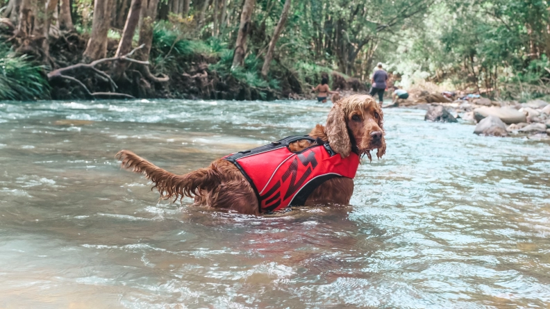 EzyDog Australia hero image