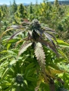 Hempshop