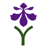 Iris Illyrica