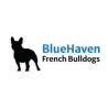 BlueHaven French Bulldogs